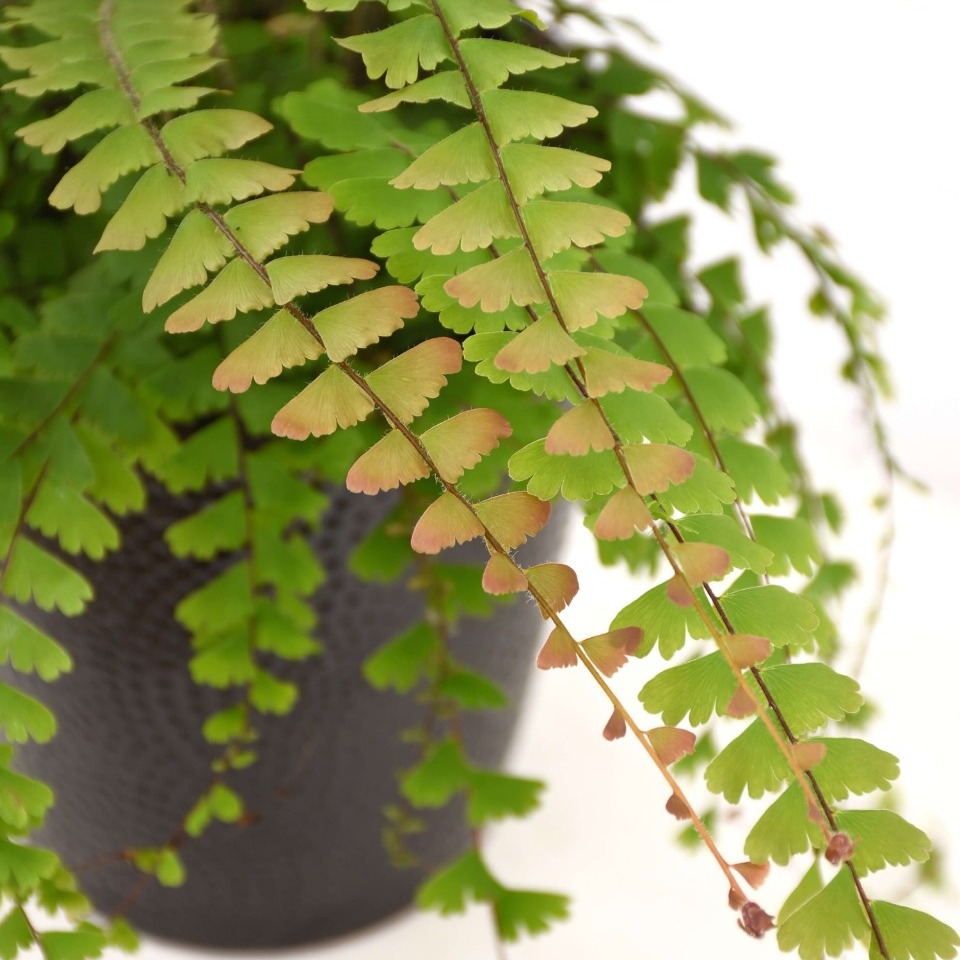 Папоротник Адиантум Хвостатый (Adiantum Caudatum) D12см