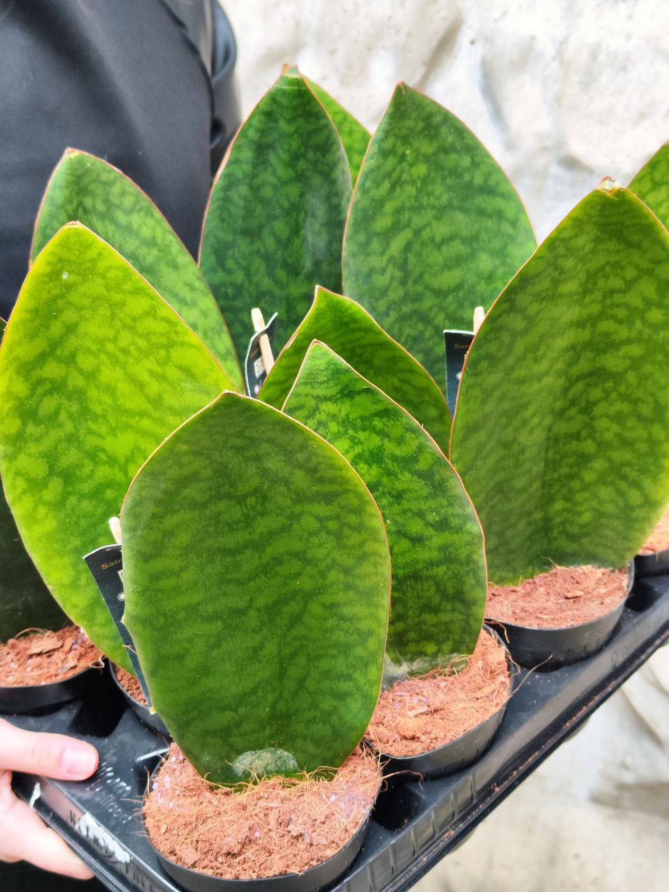 Сансевиерия Масониана Виктория (Sansevieria Masoniana Whale Fin) D10см