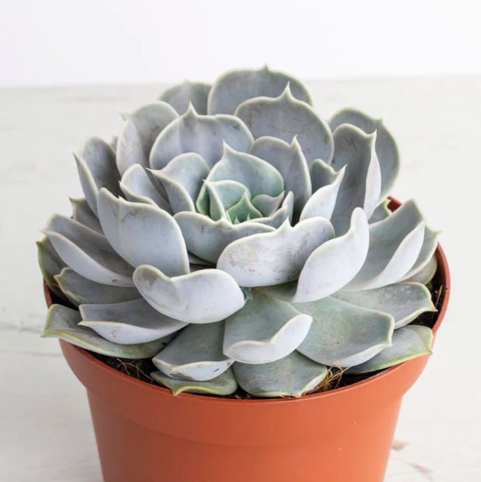 Эхеверия Лиловая, или Эхеверия Лилацина (Echeveria Lilacina) D8см