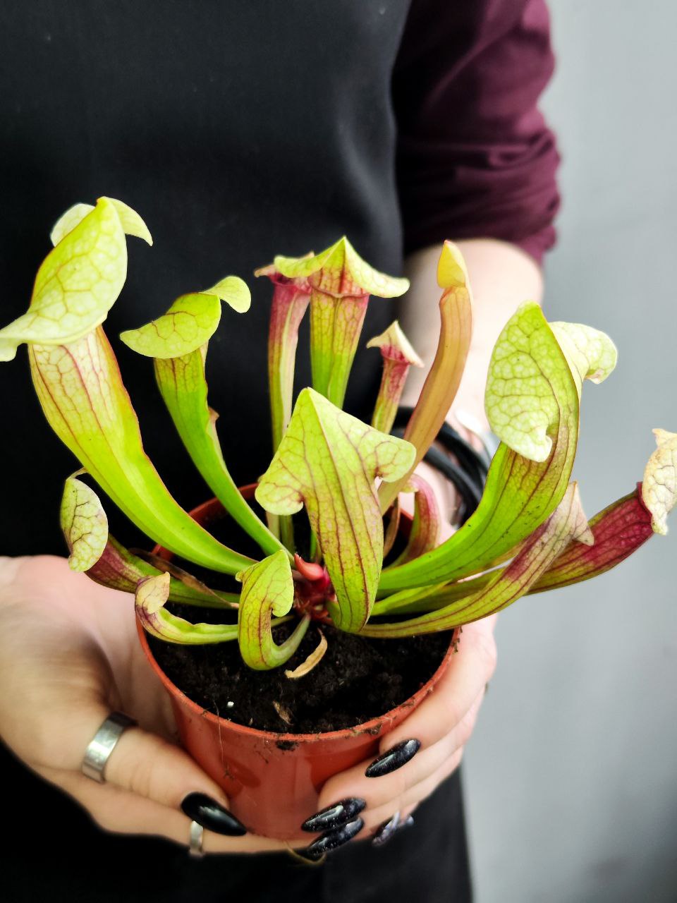 Саррацения Эва (Sarracenia Eva) D9см