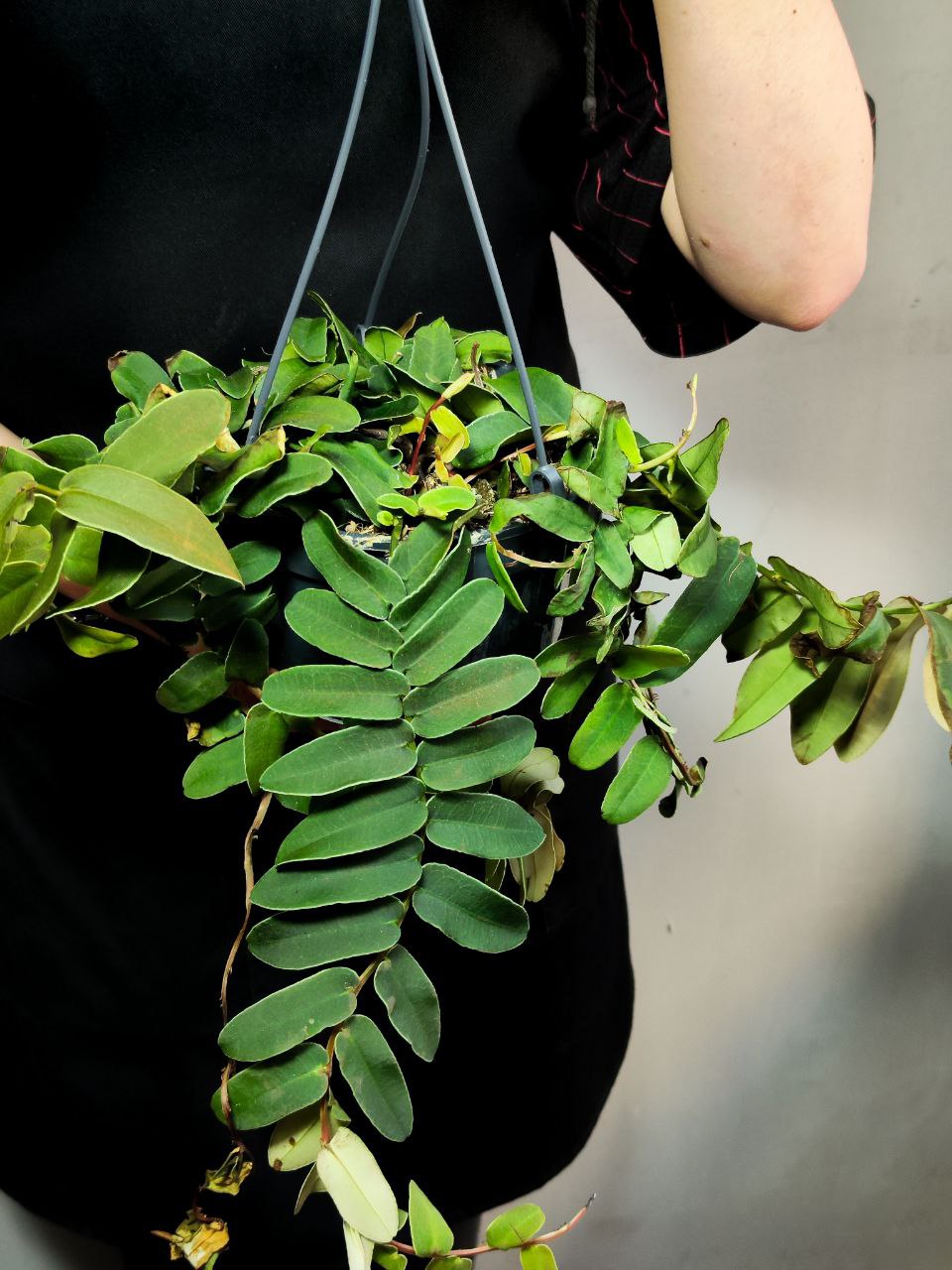 Маркгравия Умбеллата Грин (Marcgravia Umbellata Green) D15см