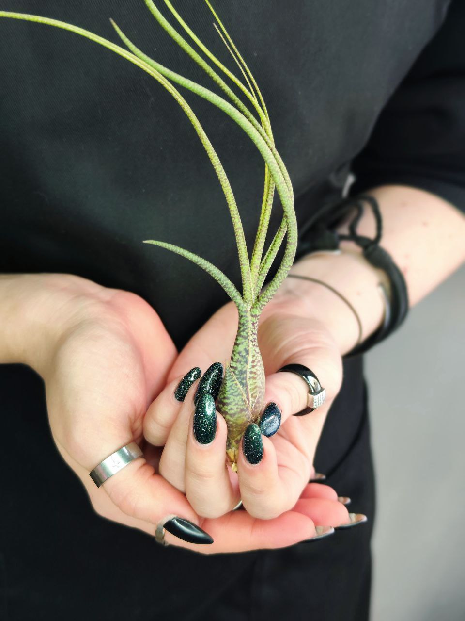 Тилландсия Бутзи (Tillandsia Butzii)