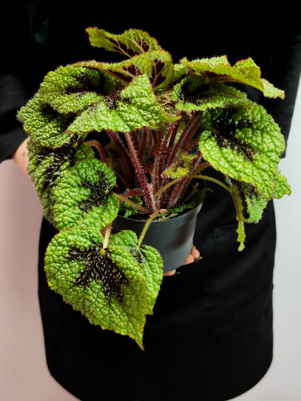 Бегония Мэсона (Begonia Masoniana) D12см