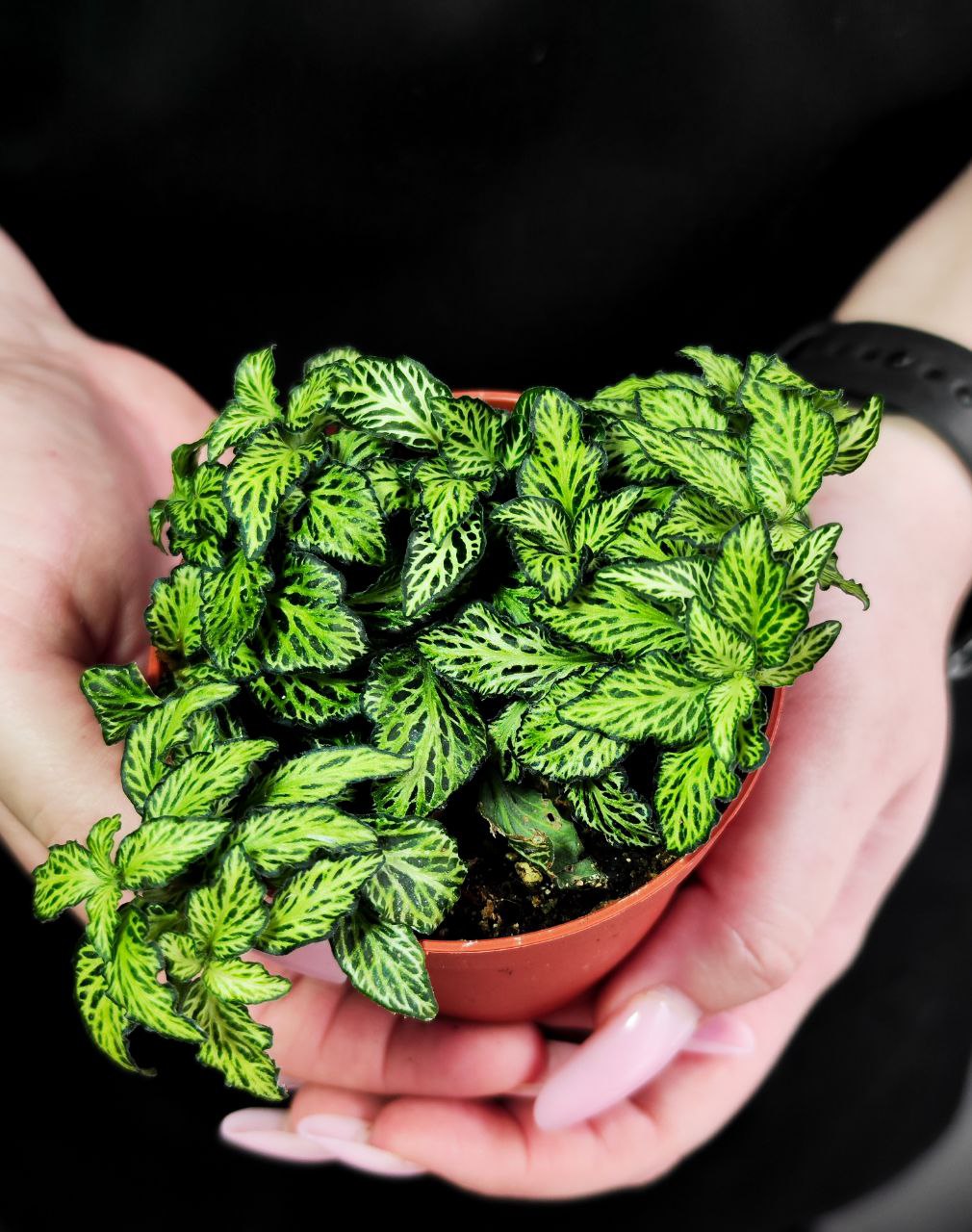 Фиттония Мозаик Марбл Грин (Fittonia Mosaic Marble Green) D8,5см