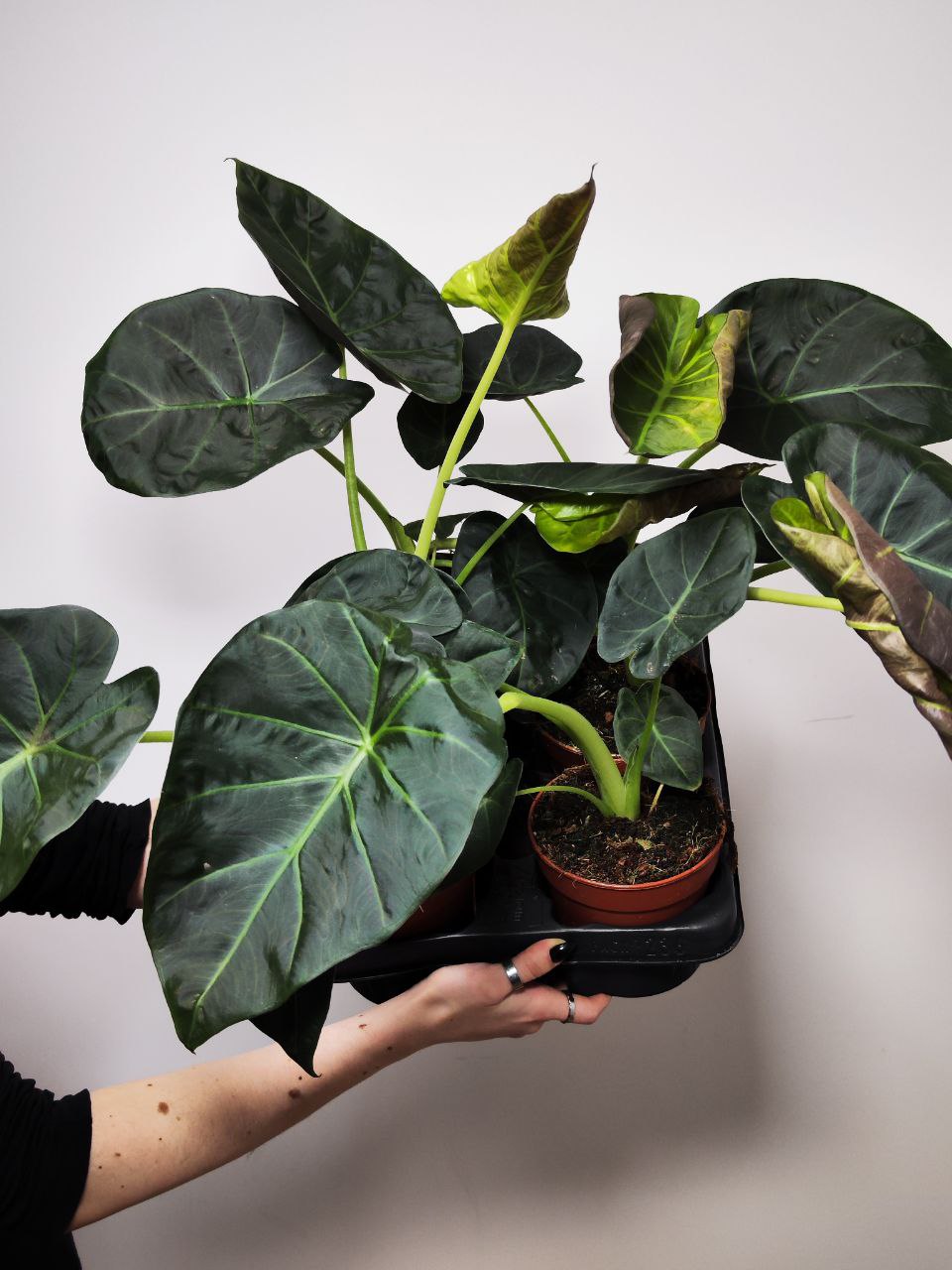 Алоказия Регал Шилдс (Alocasia ‘Regal Shields) D12см
