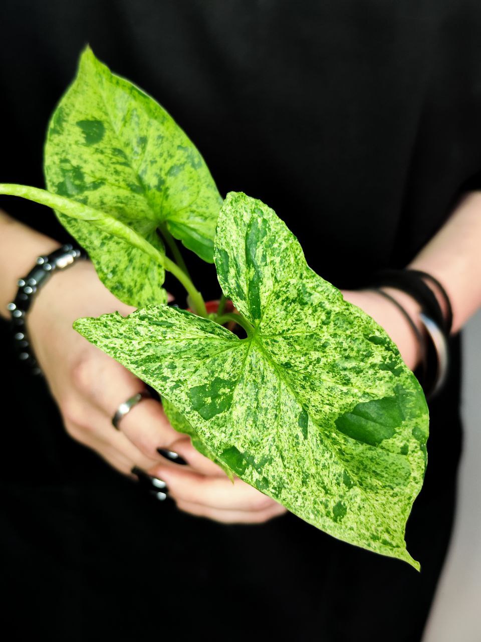 Сингониум Моттлед Мохито (Syngonium Mottled Mojito) D6см