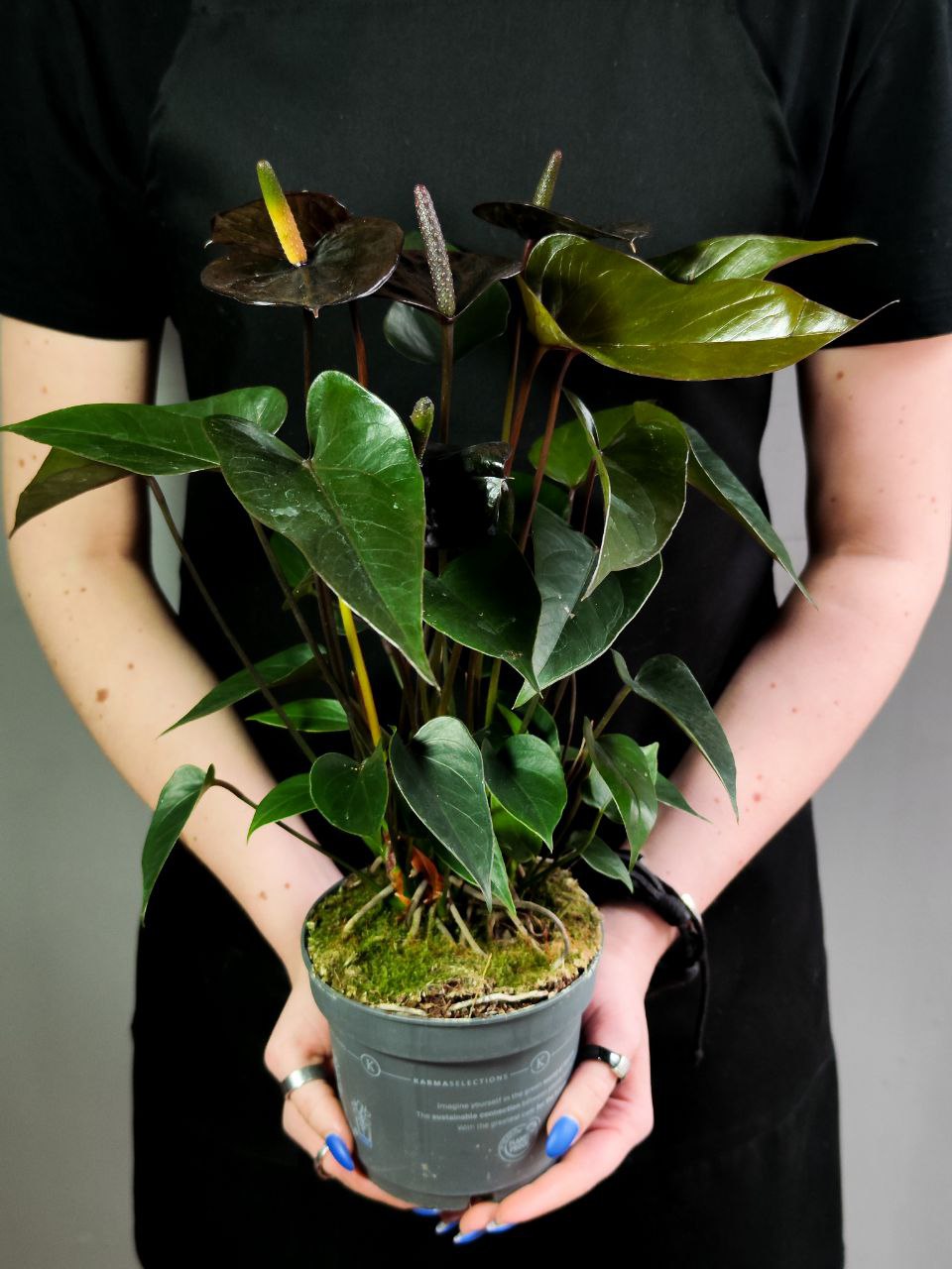 Антуриум Блэк Лав, или Черная Любовь (Anthurium Аndraeanum Black Love) D12см