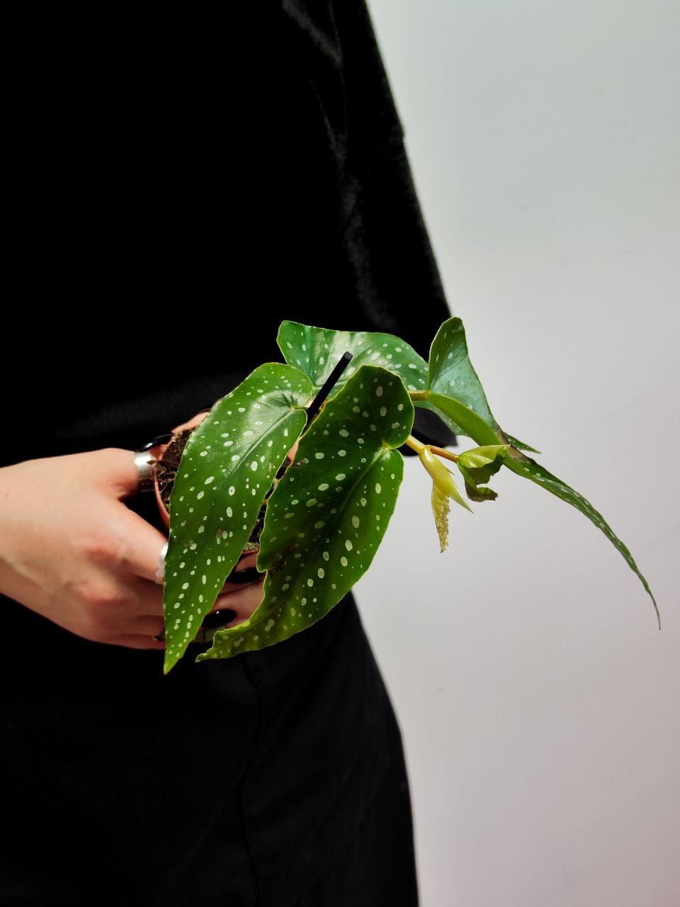 Бегония Альба Пикта, или Альбопикта (Begonia Albopicta) D6см