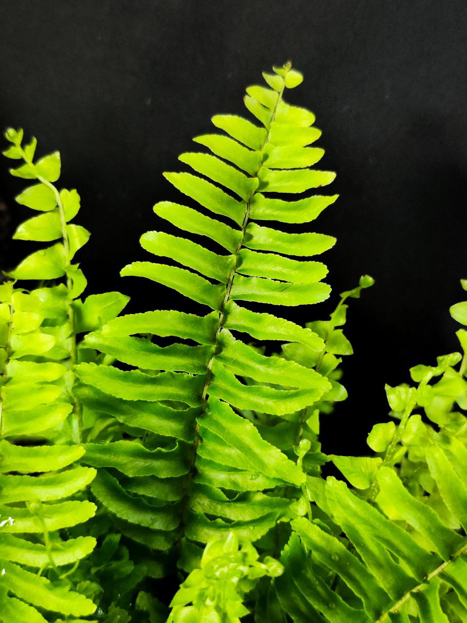 Папоротник Нефролепис Блю Белл (Nephrolepis Boston Blue Bell) D12см