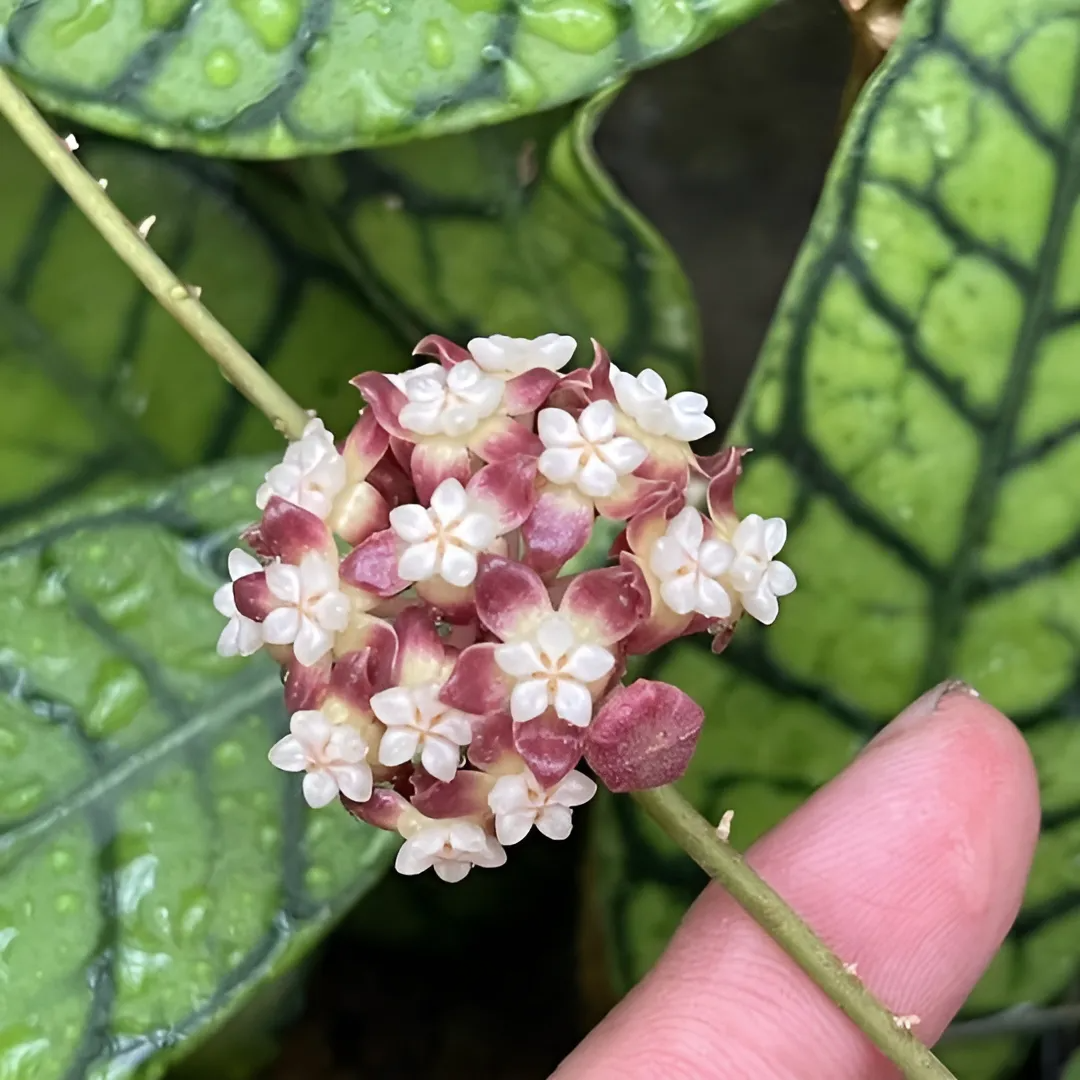 Хойя Каллистофилла (Hoya Callistophylla) D6см