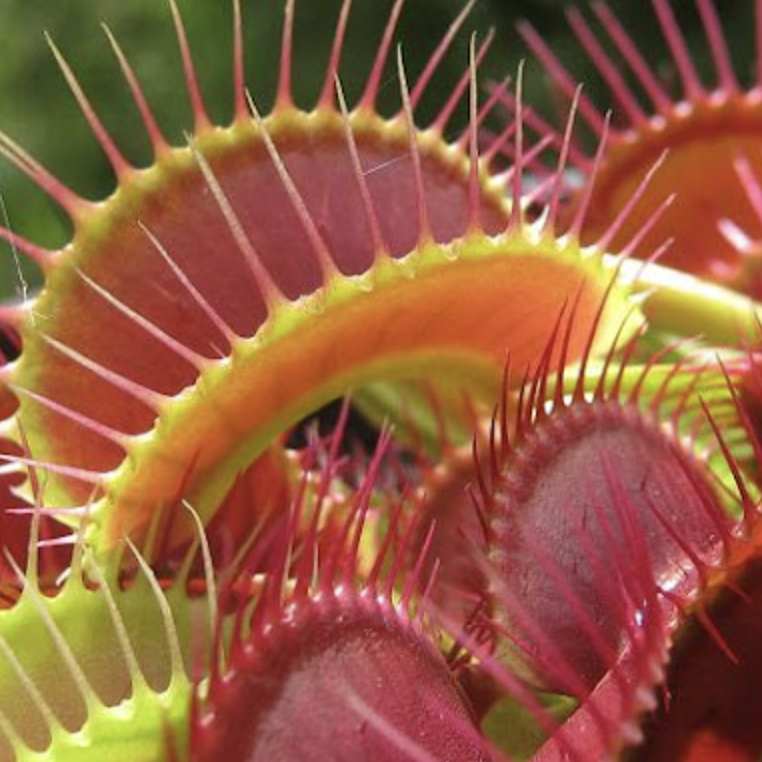 Венерина Мухоловка Гигантская (Dionaea Muscipula Gigantea) D5см