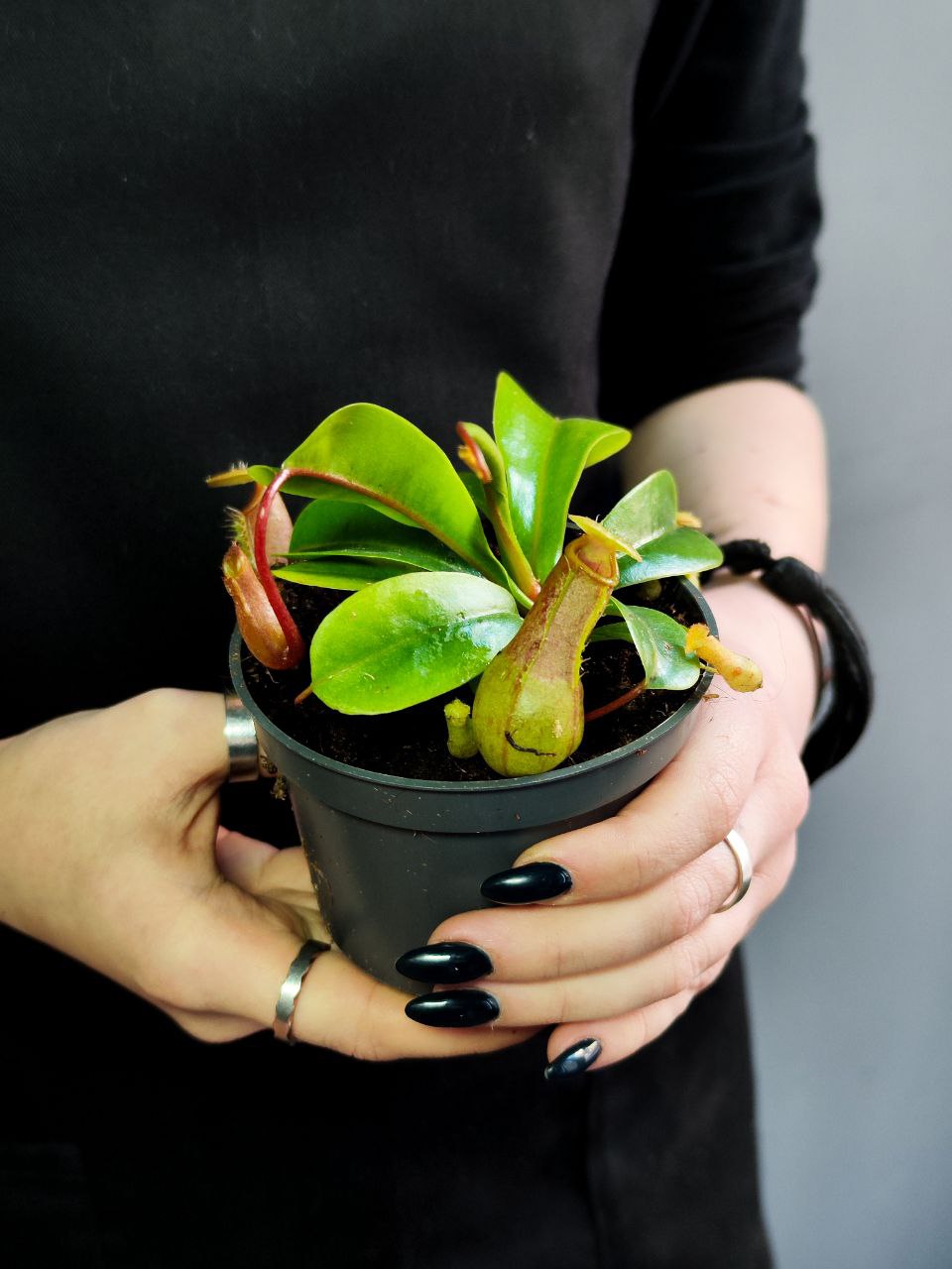 Непентес Луркей (Nepenthes Lourkei) D9см
