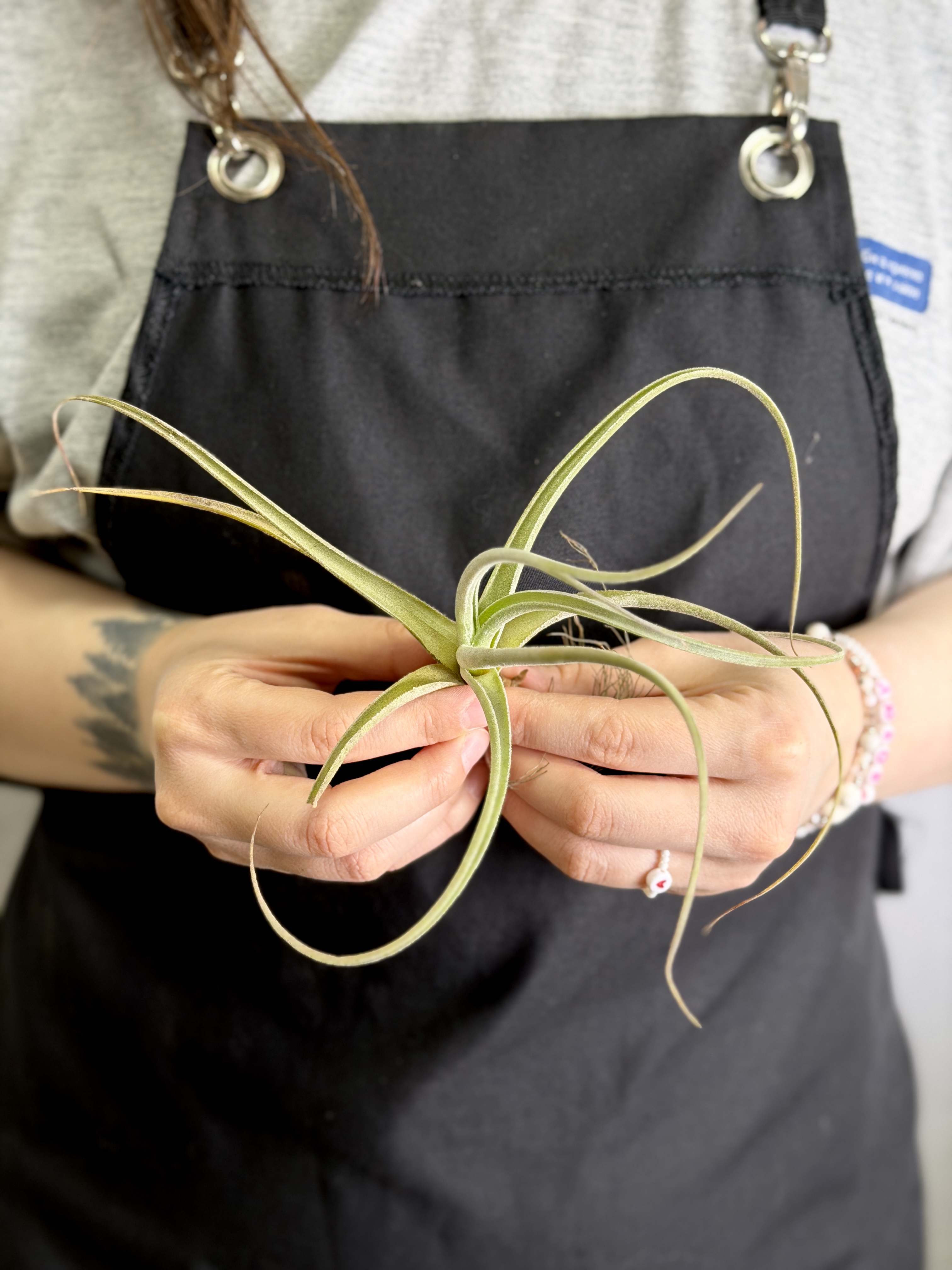 Тилландсия Эксерта Фацикулата (Tillandsia Exserta x Fasciculata)