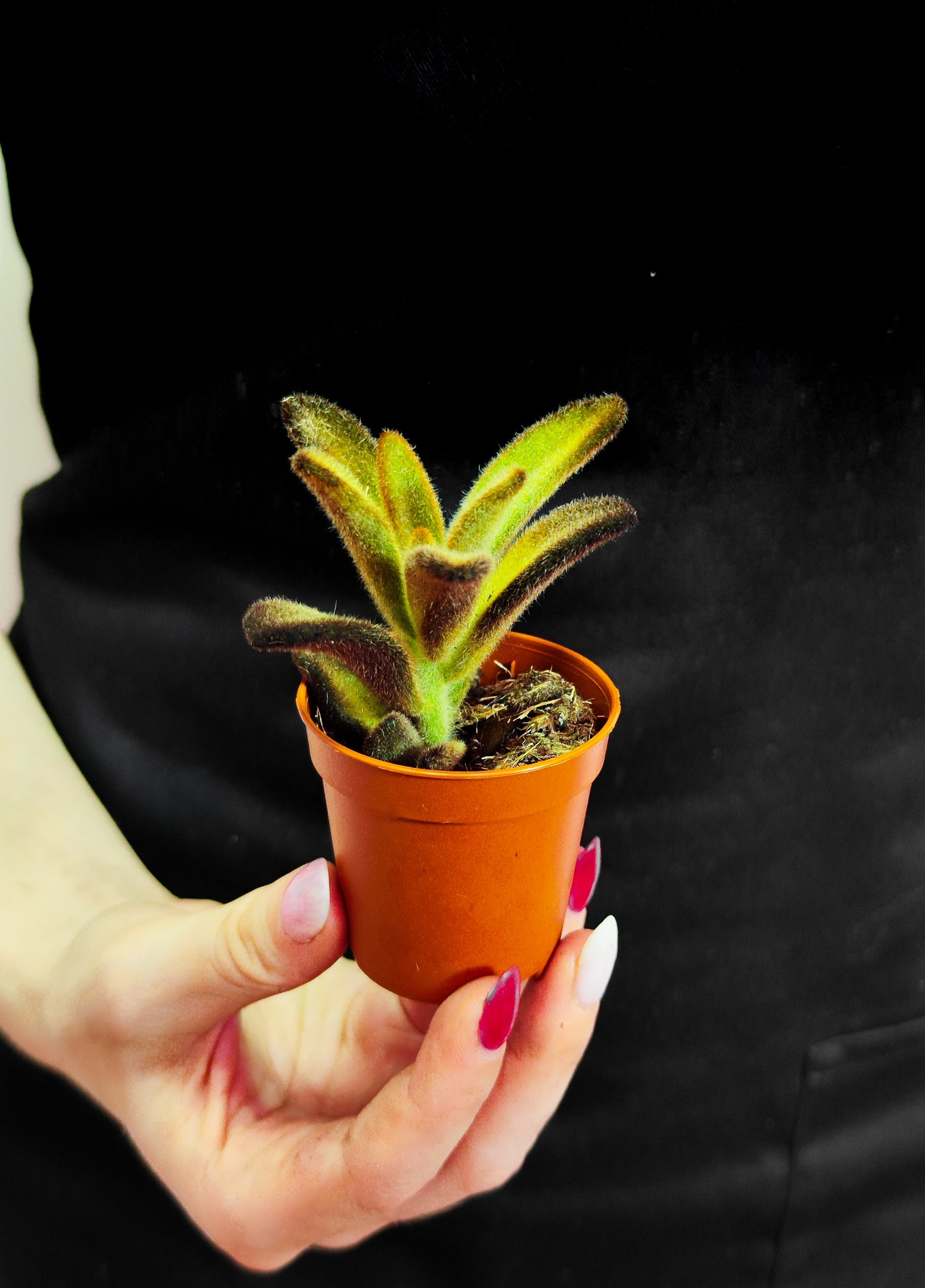 Каланхоэ Голден Гёрл (Kalanchoe Golden Girl) D5см