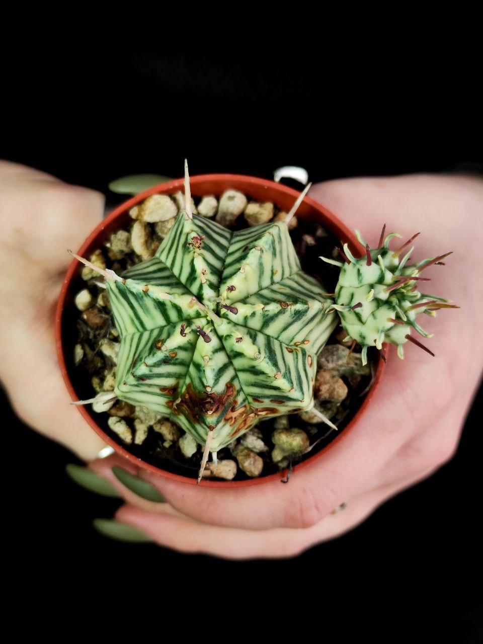 Эуфорбия Уцененная Мелоформис Вариегата (Euphorbia Meloformis Variegata) D6,5см