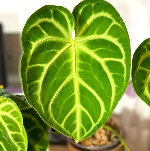 Антуриум Магнификум, или Великолепный (Anthurium Magnificum) D6см