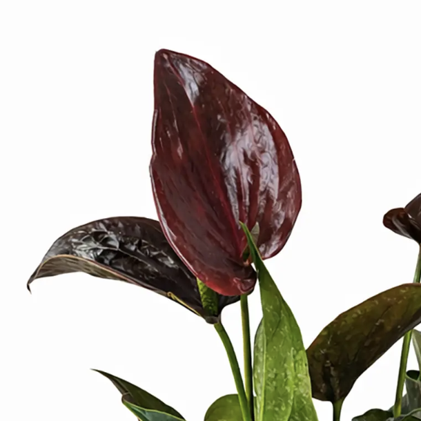 Антуриум Челси Шоколад (Anthurium Andreanum Chelsey Chocolate) D12см