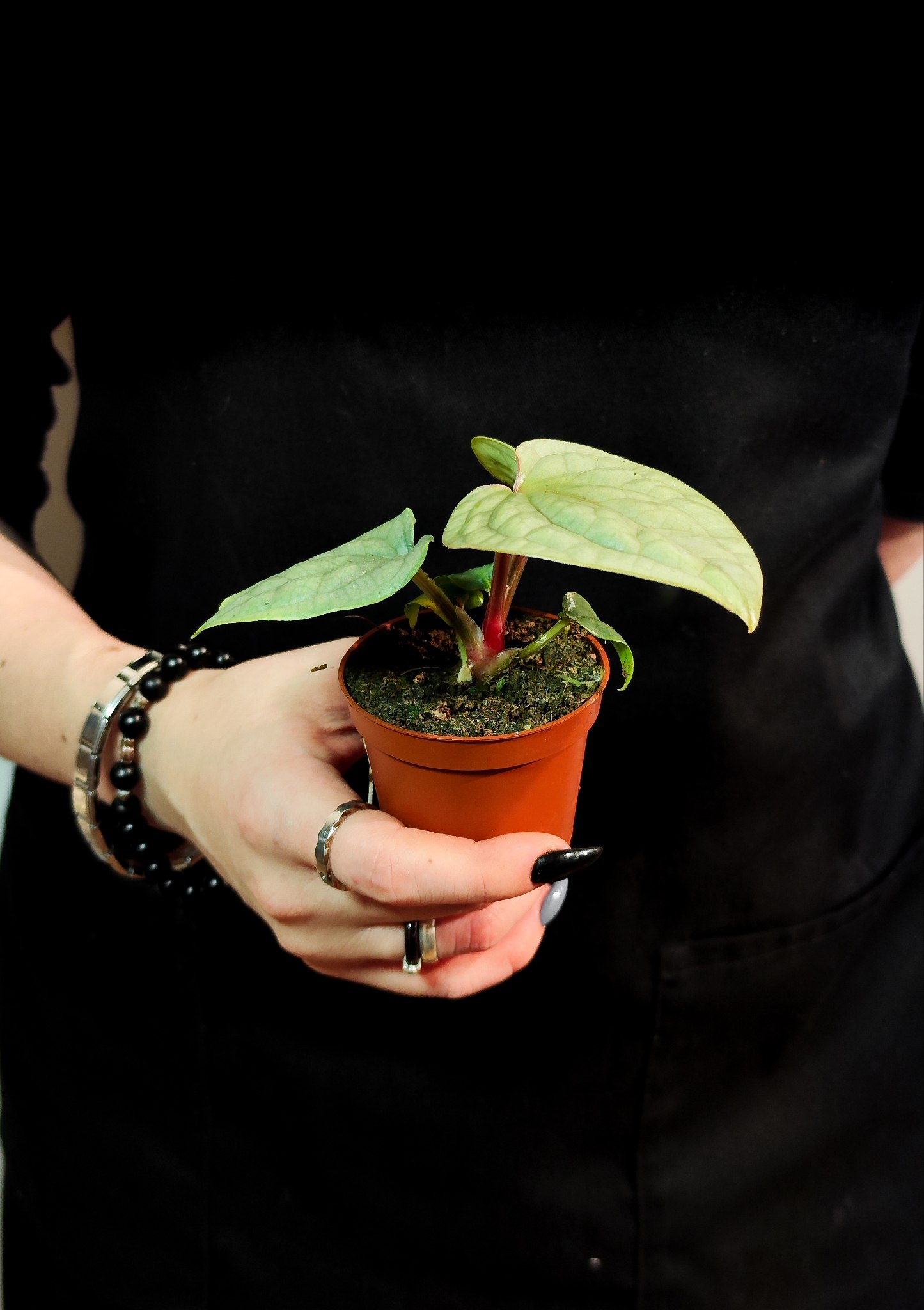 Антуриум Люксурианс (Anthurium Luxurians) D6см