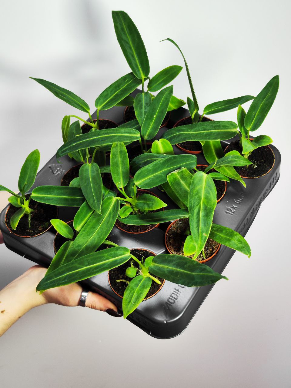 Антуриум Варока (Anthurium Warocqueanum) D6см