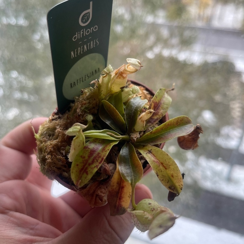 Непентес Раффлезиана (Nepenthes Rafflesiana) D7см