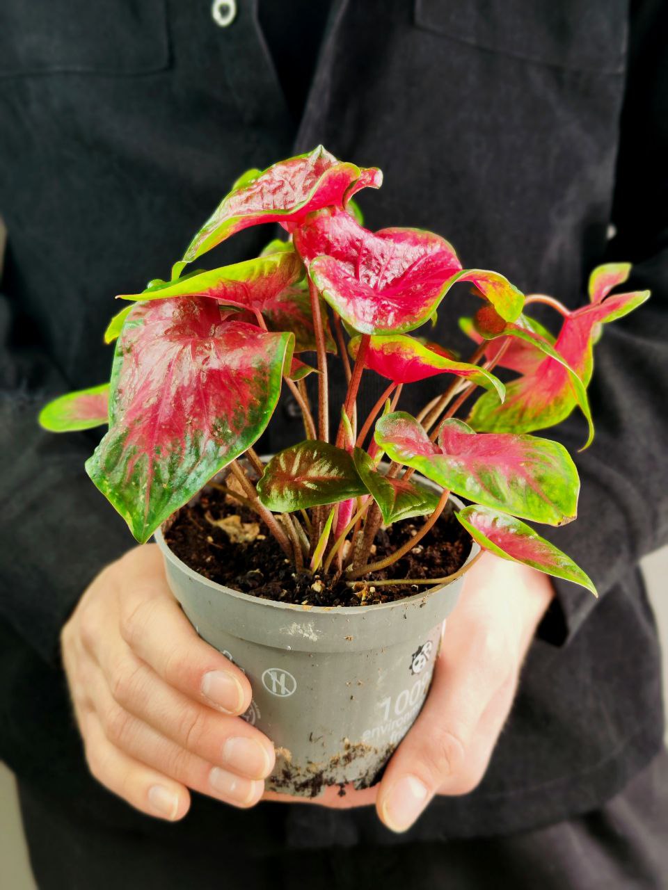 Каладиум Роял Флеш (Caladium Royal Flush) D12см