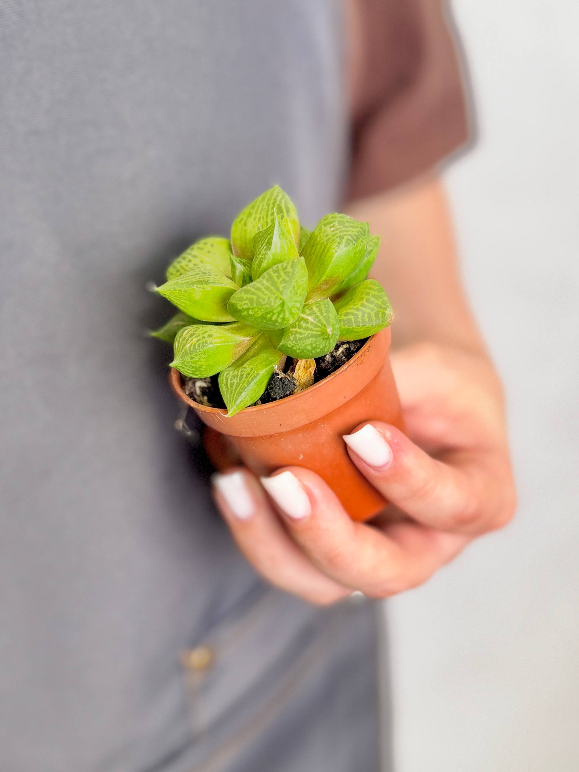 Хавортия Комптониана (Haworthia Сomptoniana) D5см