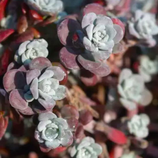 Седум Лопатчатолистный, или Седум Пурпуреум (Sedum Purpureum) D8см