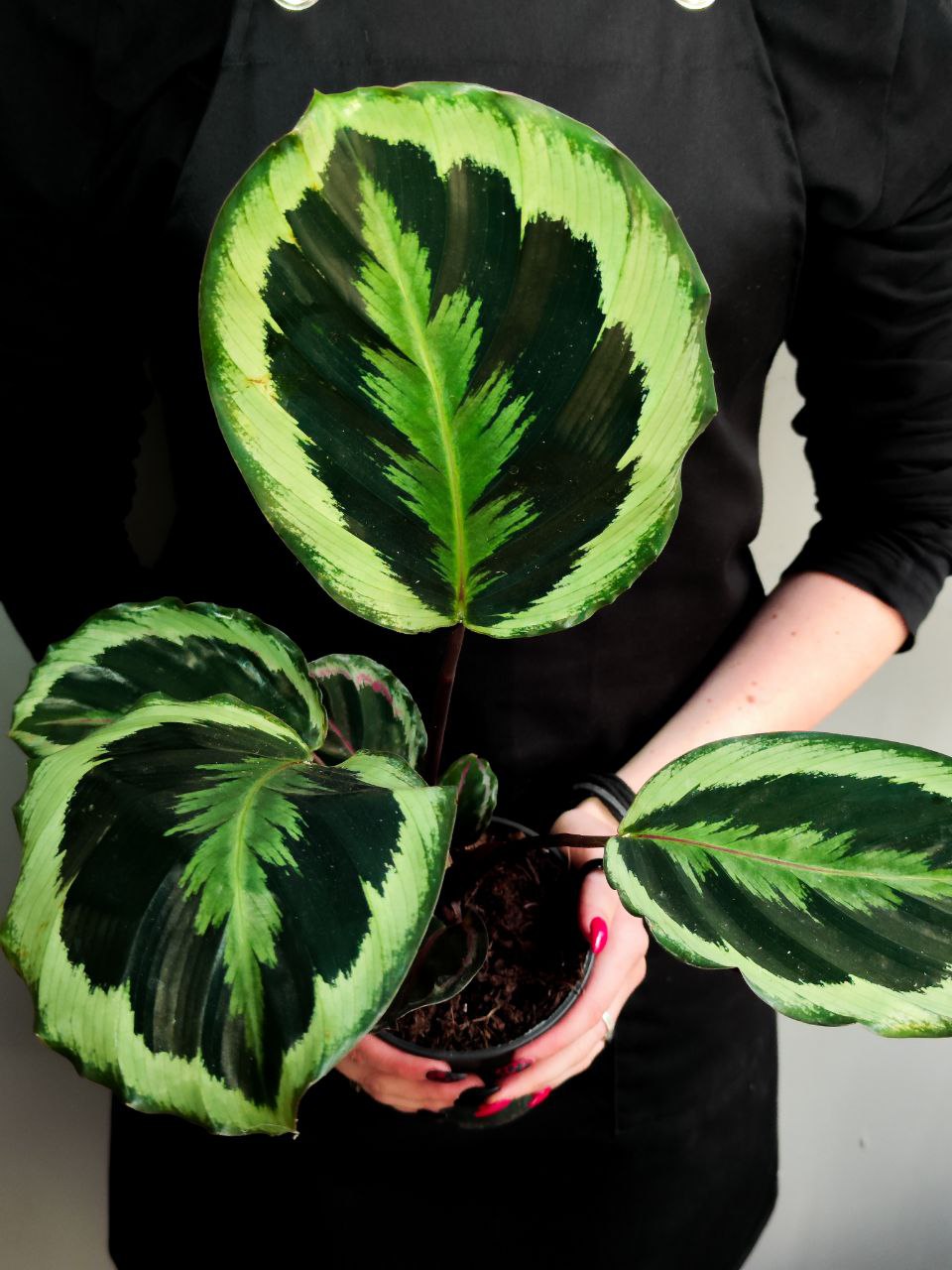 Калатея Марион Шайнстар (Calathea Marion Shinestar) D12см