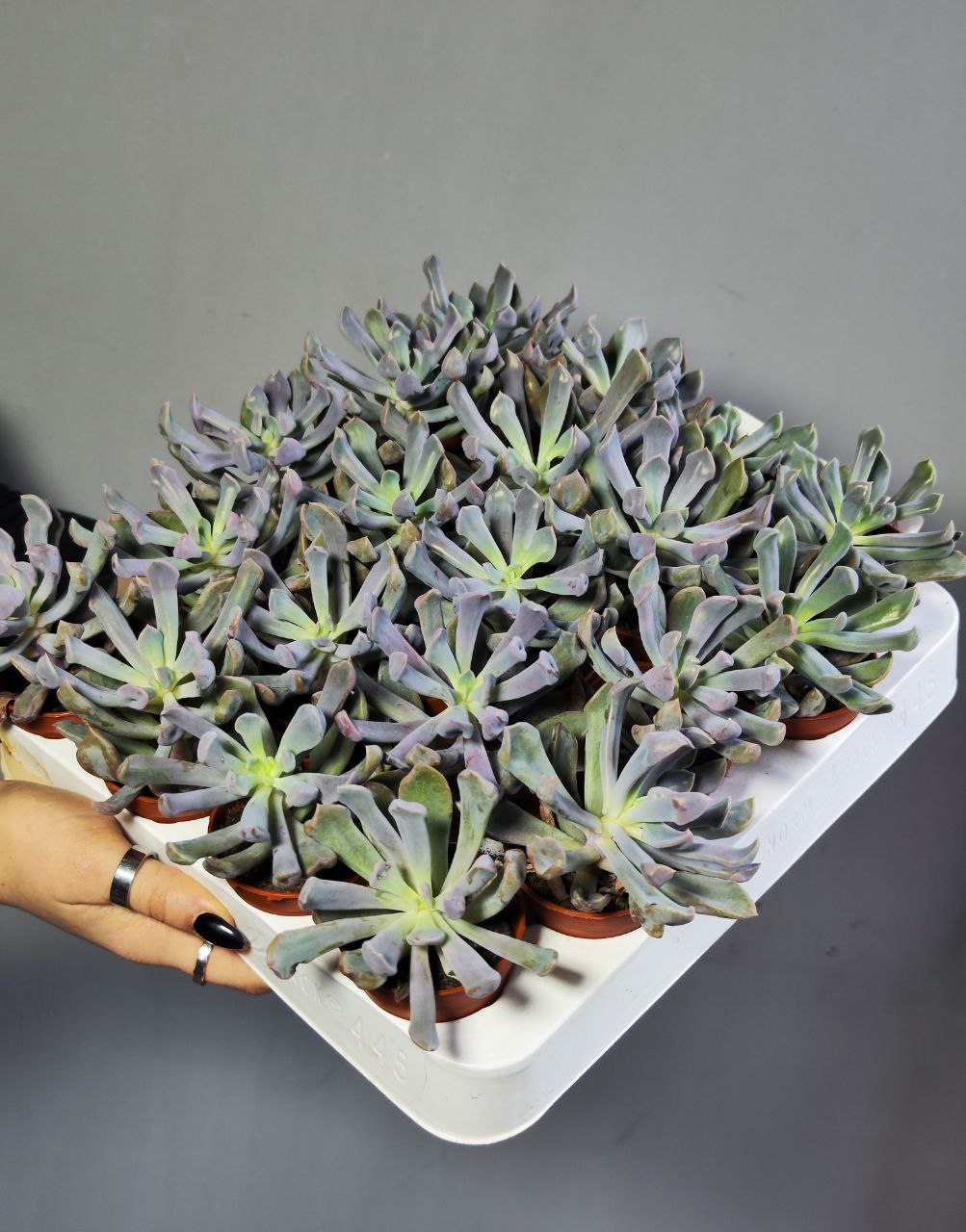 Эхеверия Купидон, или Лилак Спунс (Graptoveria Lilac Spoons) D5см
