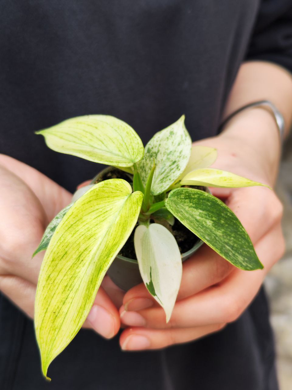 Филодендрон Флоридский Призрак (Philodendron Florida Ghost) D6см