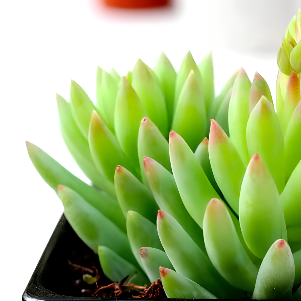 Седум Моргана Магнум (Sedum Morganianum) D5см