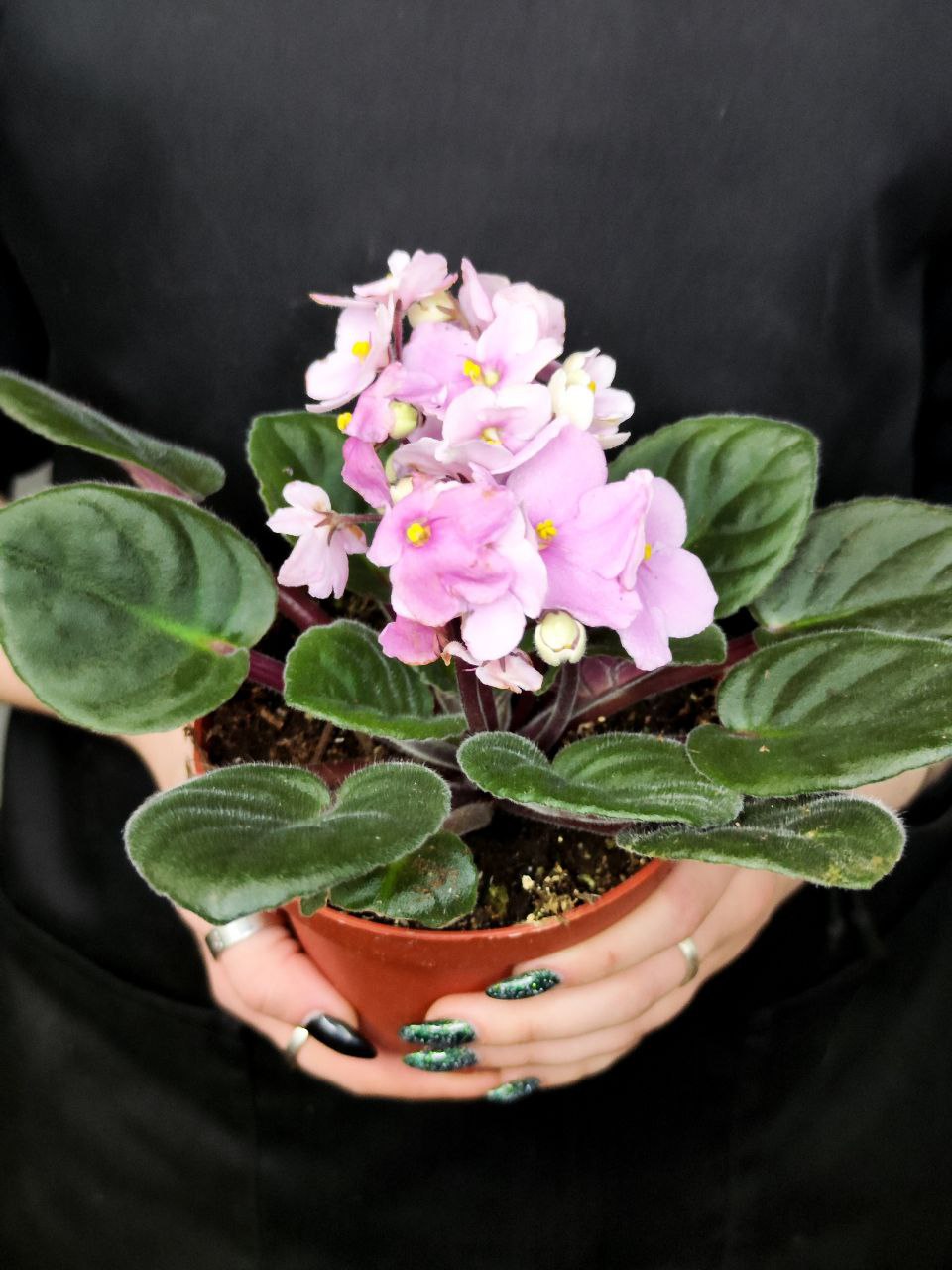 Сенполия Нежно-Розовая, или Фиалка (Saintpaulia Pink) D10см