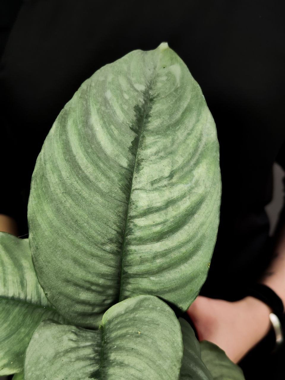 Шизматоглоттис Хендрик (Schismatoglottis Hendrikii) D10см