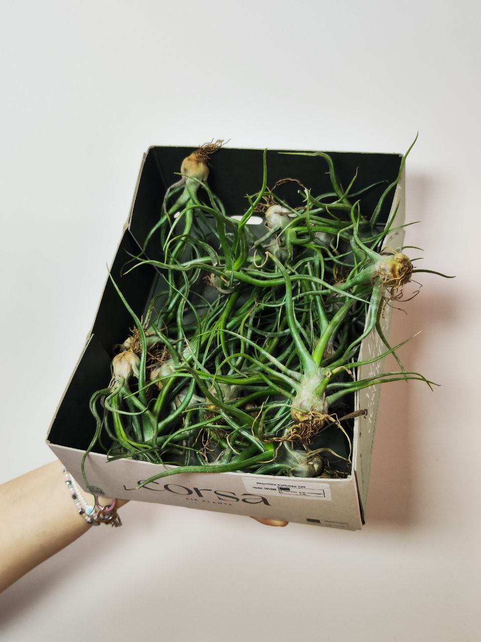 Тилландсия Сноутайм (Tillandsia Showtime)
