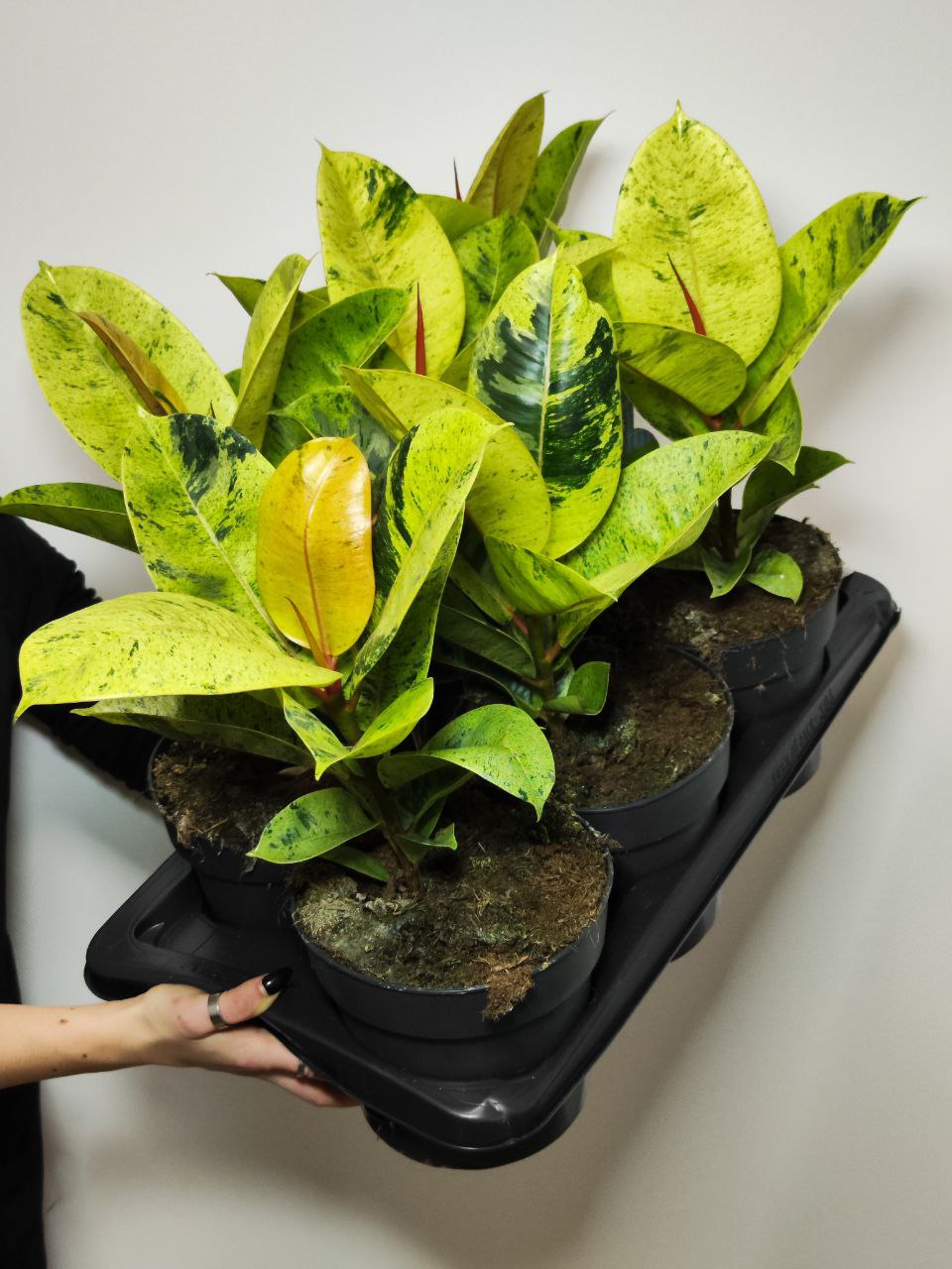 Фикус Эластика Муншайн (Ficus Elastica Moonshine) D17см