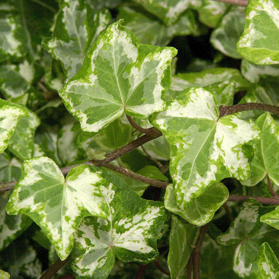 Хеликс Вариегата Мэджик, Плющ (Hedera Helix Variegata Magic) D6см