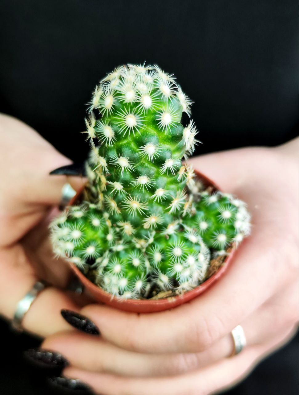 Кактус Маммиллярия Элоганта, или Удлиненная (Cactus Elongata) D5см