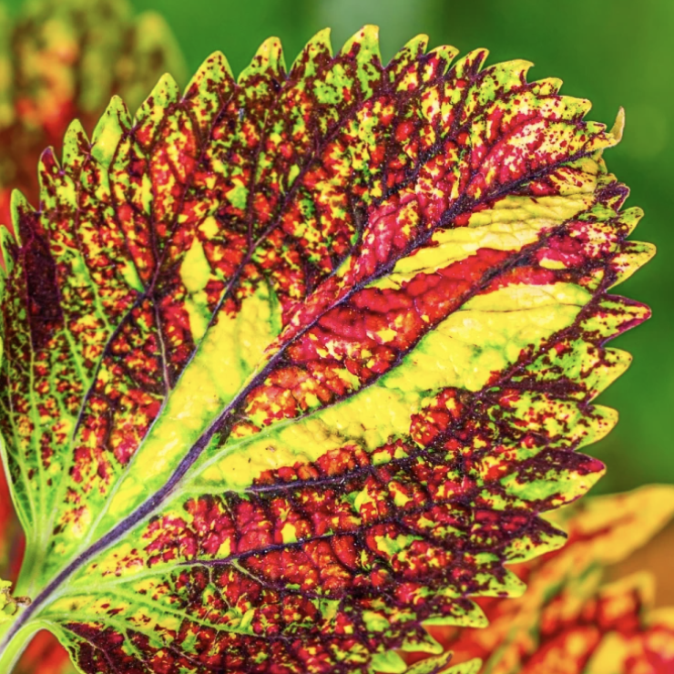 Колеус Мультиколор Циркон (Coleus Multicolor Zircon) D11см