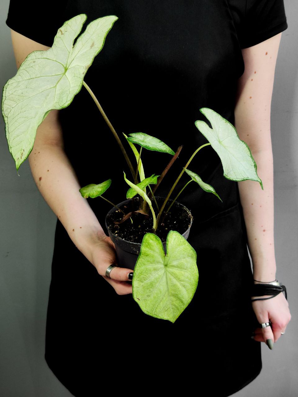 Каладиум Флорида Мунлайт (Caladium Florida Moonlight) D12см