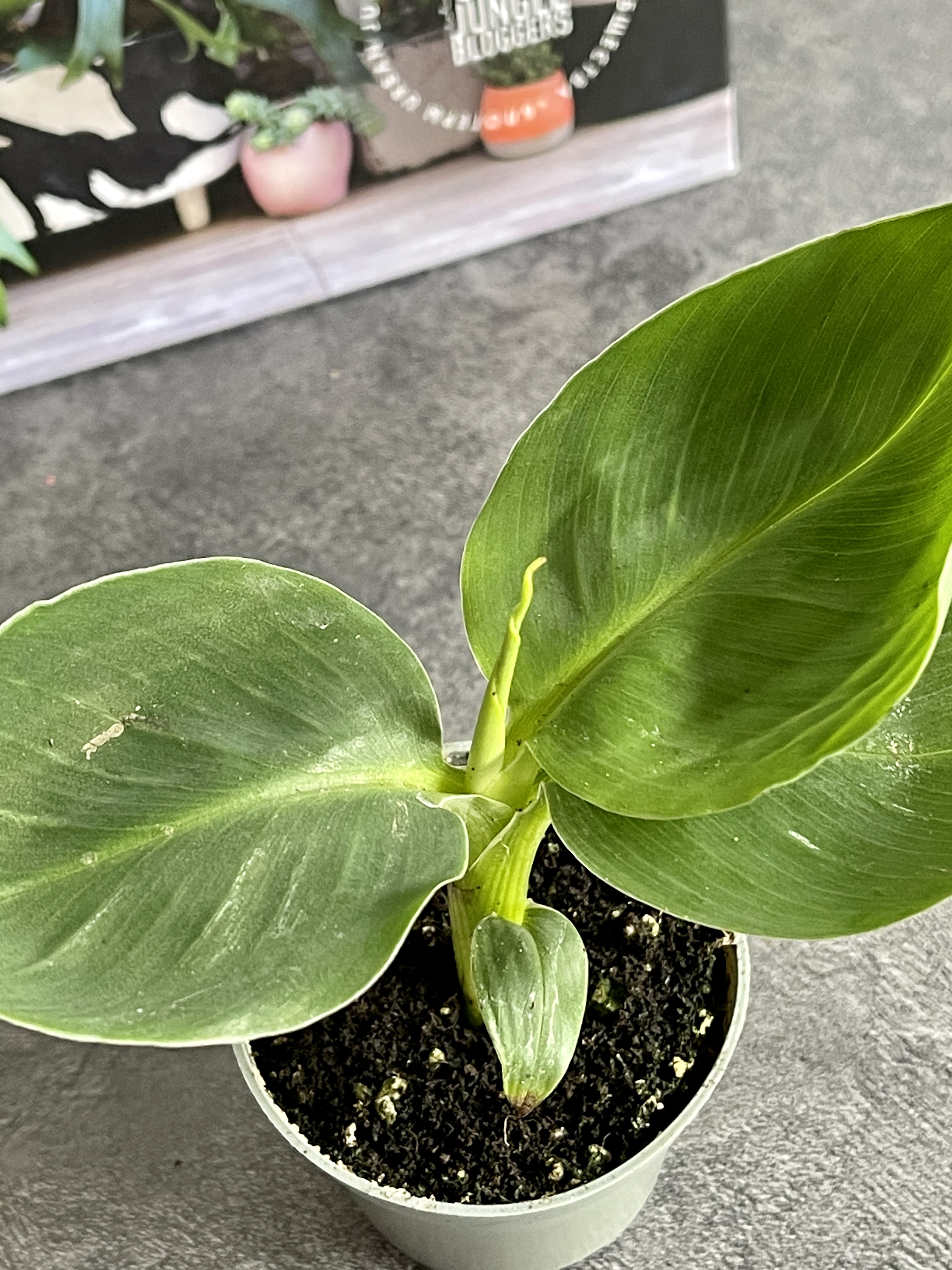 Комнатное растение Банан Муса Акумината (Musa Acuminata) D6см