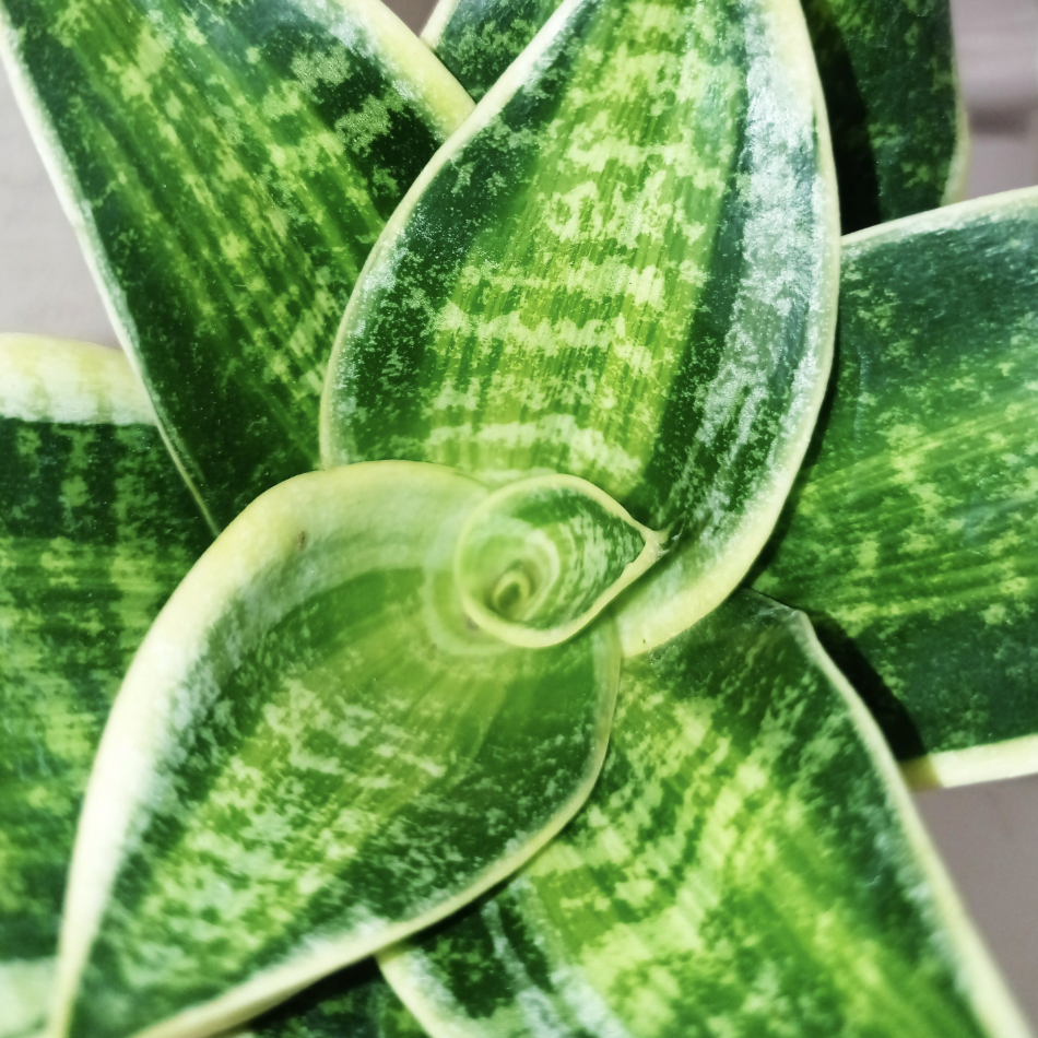 Сансевиерия Ханни Глимеринг Стар (Sansevieria Hahnii Glimmering Star) D6см