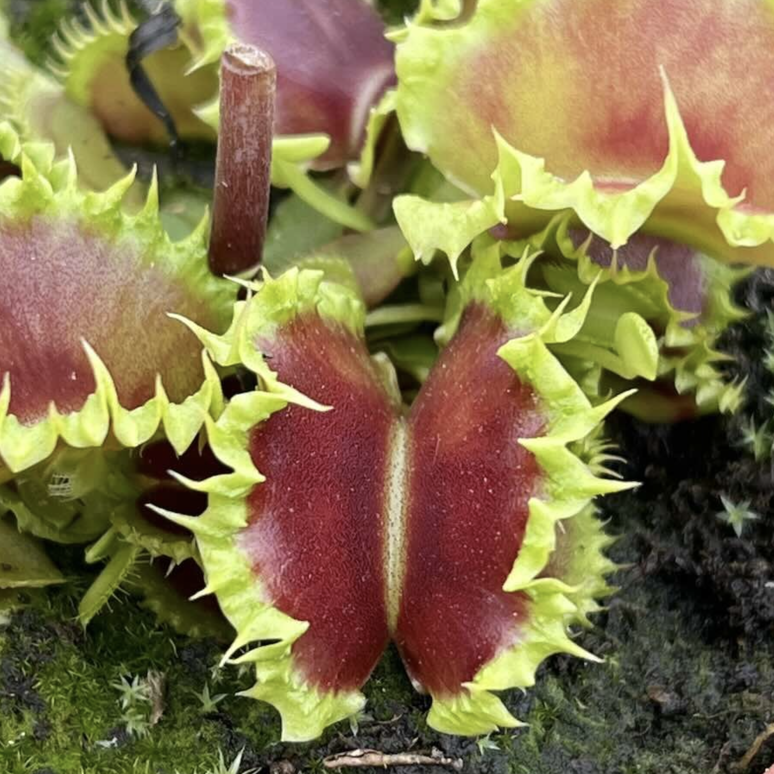 Венерина Мухоловка Зип (Dionaea Muscipula Zipp) D9см