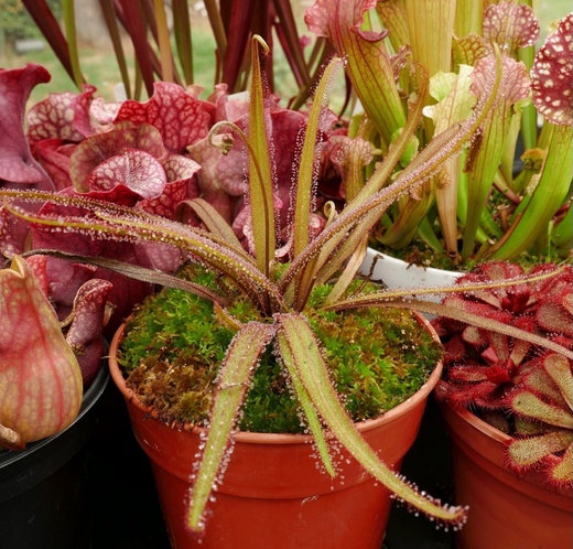 Росянка Адель (Drosera adelae) пересаженная D10см