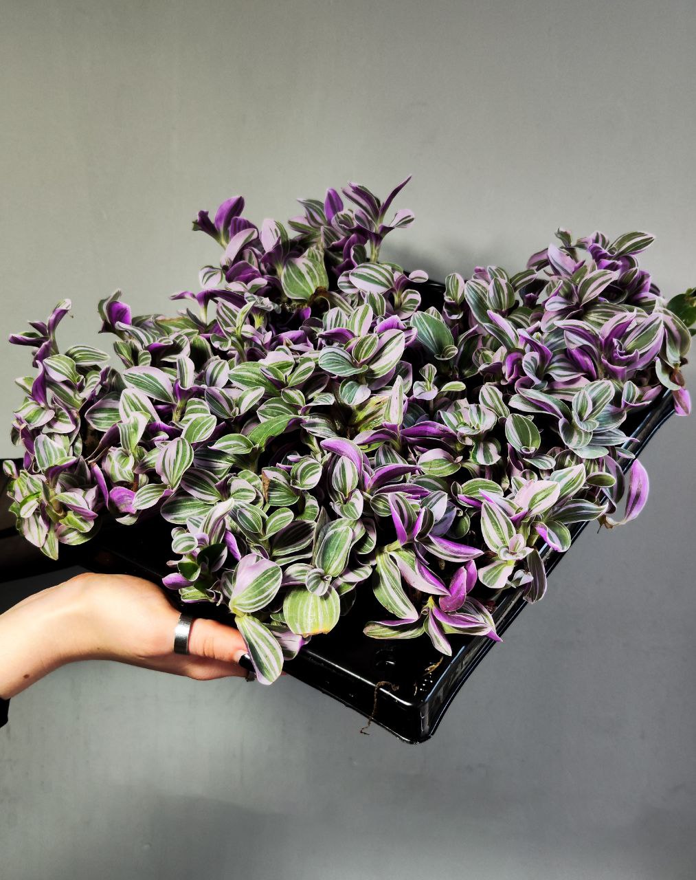 Традесканция Свитнесс (Tradescantia Sweetness) D6см