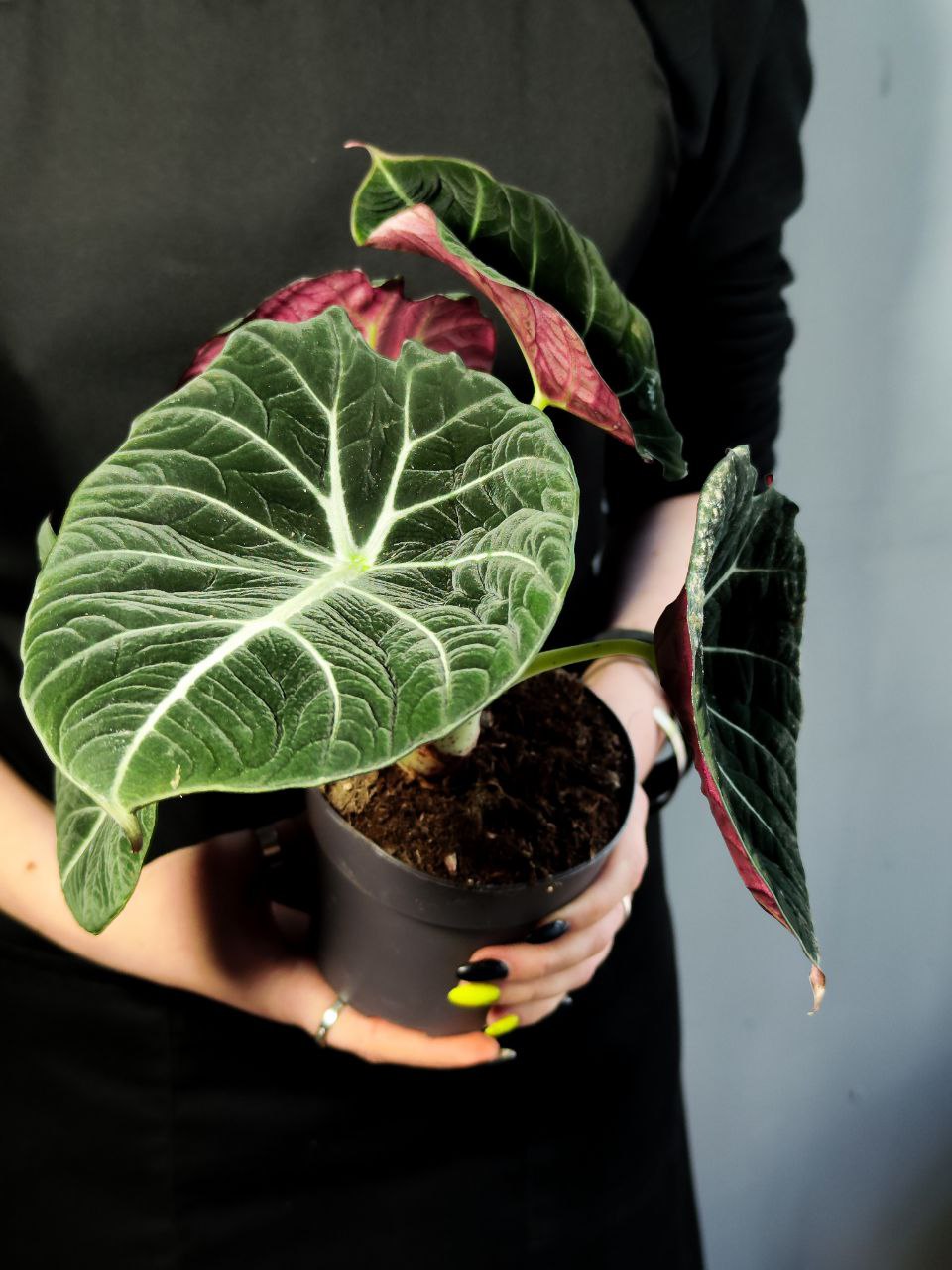 Алоказия Блэк Вельвет (Alocasia Black Velvet) D11см