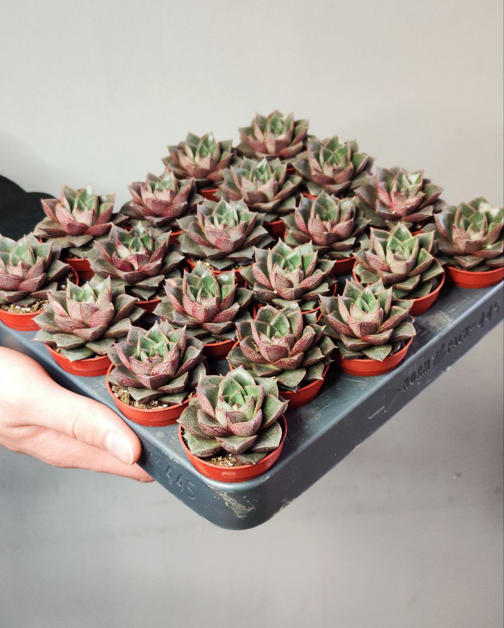 Эхеверия Пурпузорум (Echeveria Purpusorum) D5см