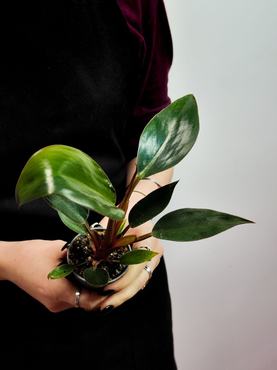 Филодендрон Пинк Биркин Недовариегата (Philodendron Pink Birkin) D6см