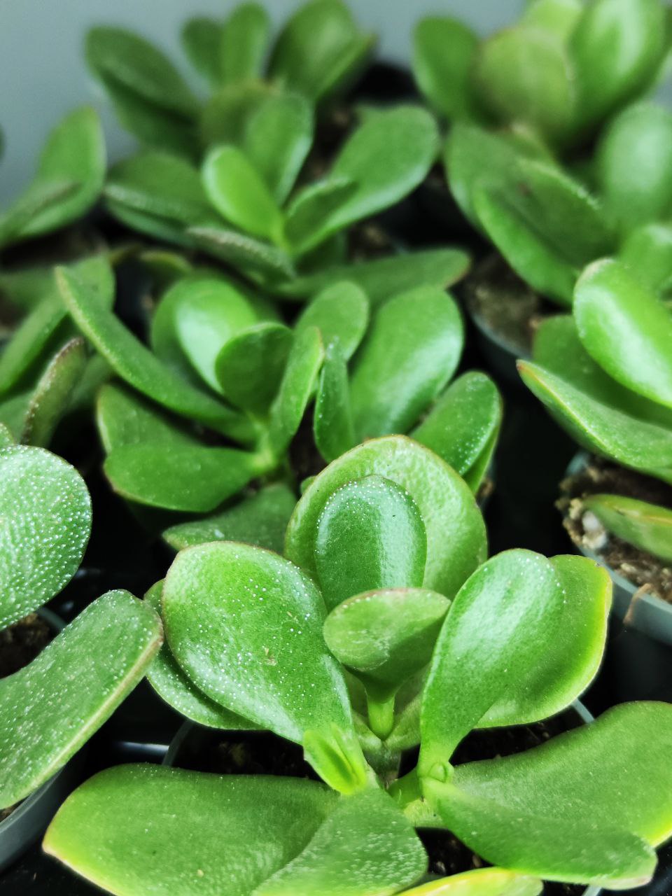 Толстянка Яйцевидная, или Денежное Дерево (Crassula Ovata) D5см