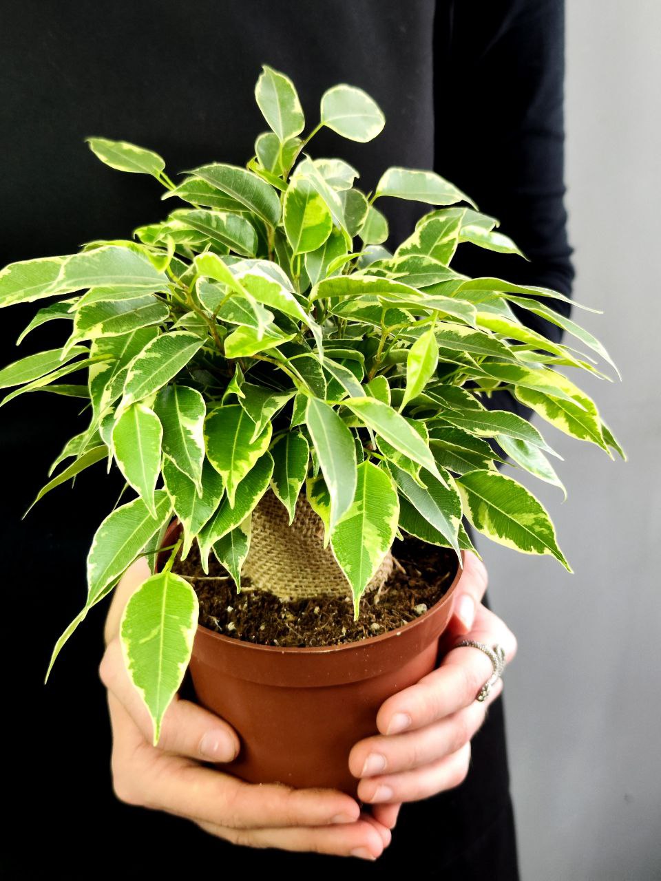 Фикус Бенджамина Кинки в джуте (Ficus Be Kinky Jute Stam) D12см