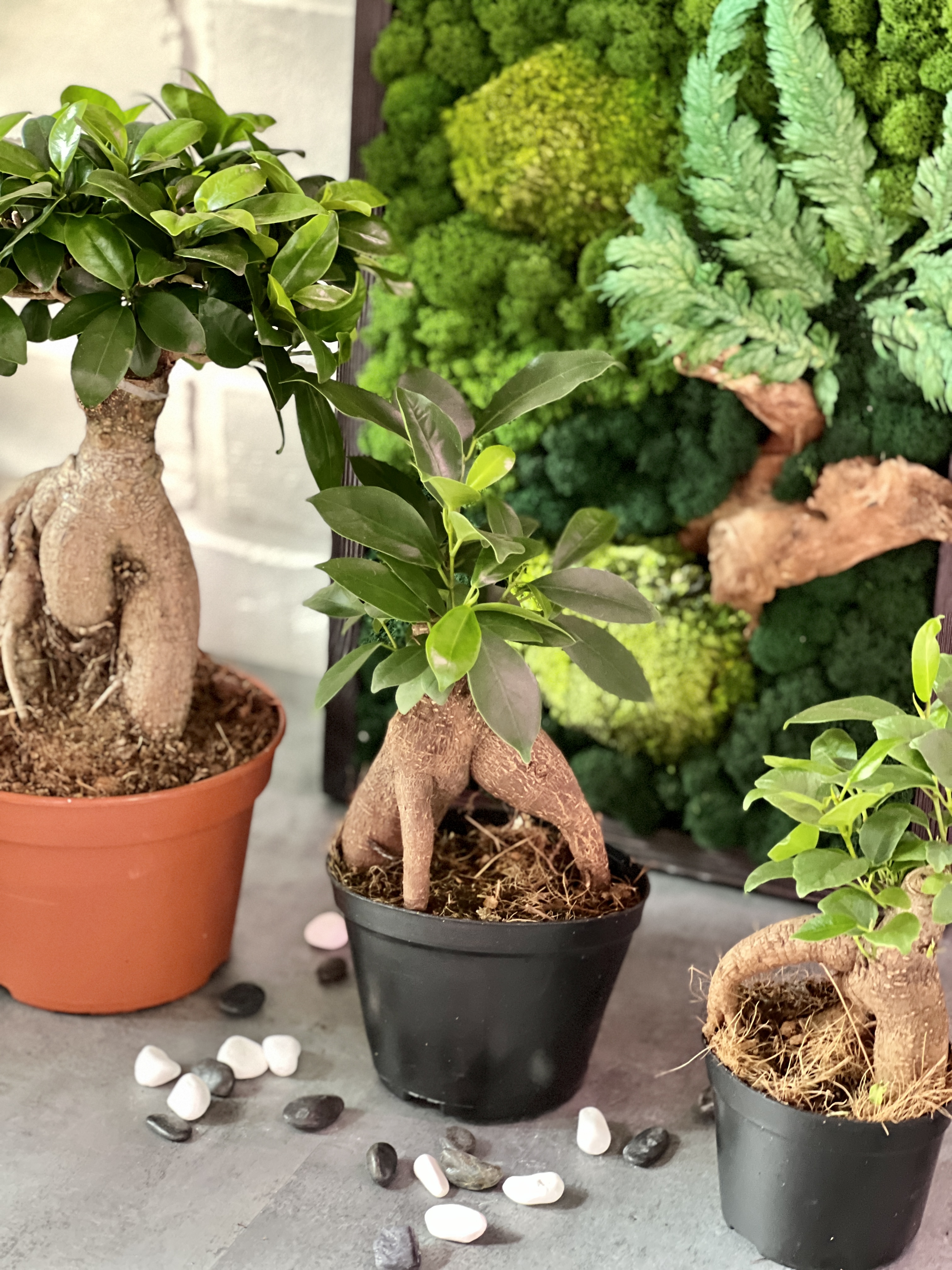 Фикус микрокарпа (Ficus microcarpa) в горшке D13см